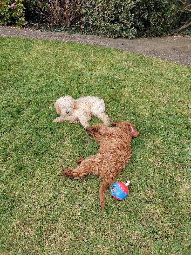 Is a Labradoodle Right for You? The Ultimate Breed Guide
