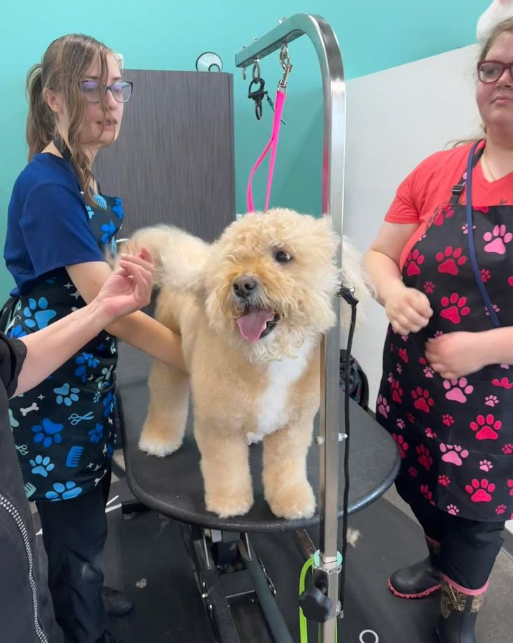 The Ultimate Doodle Care Guide: Grooming, Nutrition & Training | Furry Friends HQ